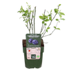 Heidelbeere ‚Reka' – Vaccinium corymbosum – Ansicht 4