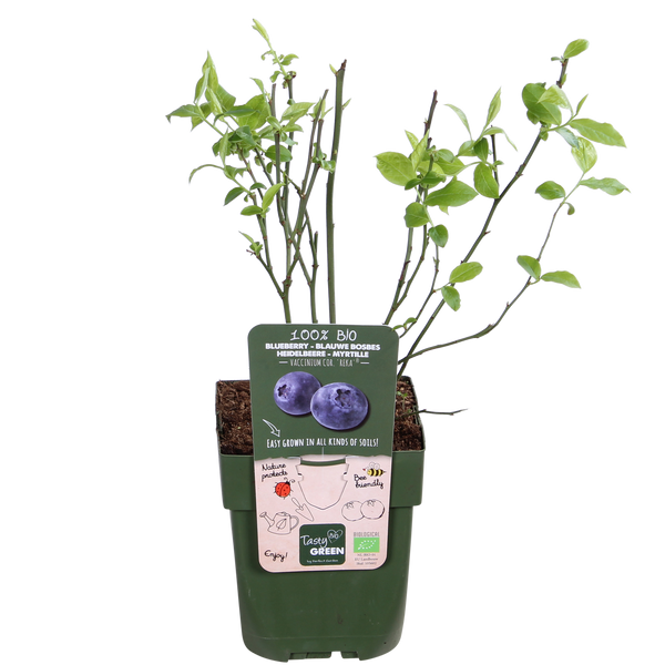 Heidelbeere ‚Reka' – Vaccinium corymbosum – Ansicht 4