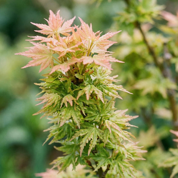 Japanischer Ahorn ‚Koto Hime' – Acer palmatum – Ansicht 6