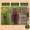 Waldrebe ‚Warszawska Nike' – Clematis – Ansicht 5