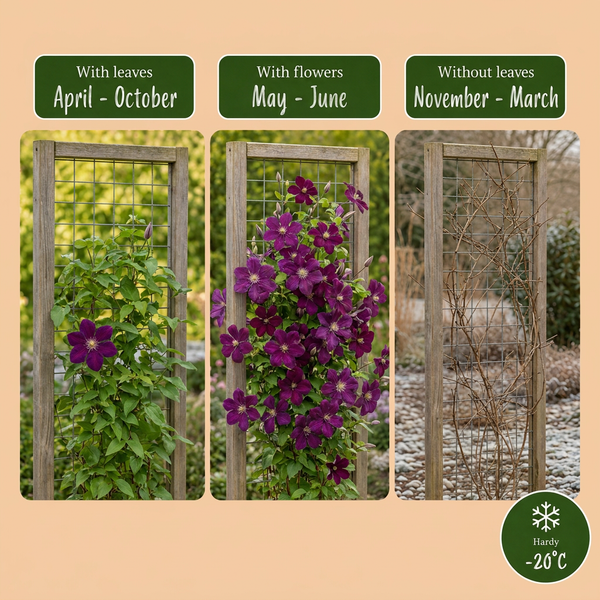 Waldrebe ‚Warszawska Nike' – Clematis – Ansicht 5