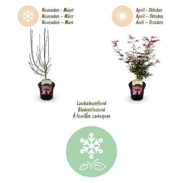 Japanischer Ahorn ‚Shaina' – Acer palmatum – Ansicht 4