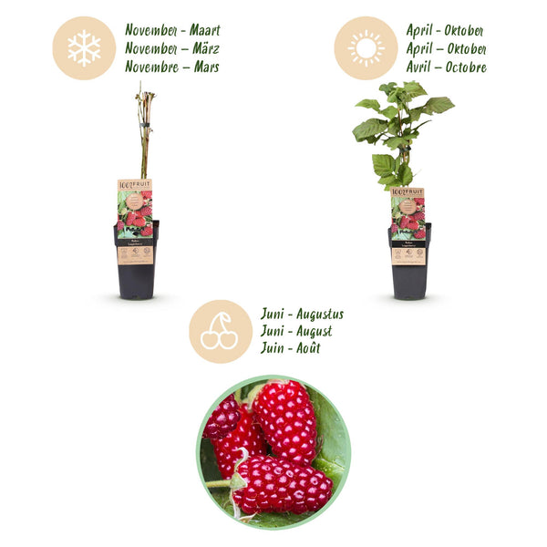 Loganbeere ‚Thornless' – Rubus loganobaccus – Ansicht 4