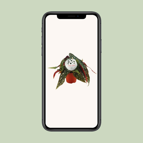 Forellenbegonie – Begonia maculata – Ansicht 4