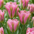 Tulpe ‚Striped Crown' – Tulipa – 24 Stück