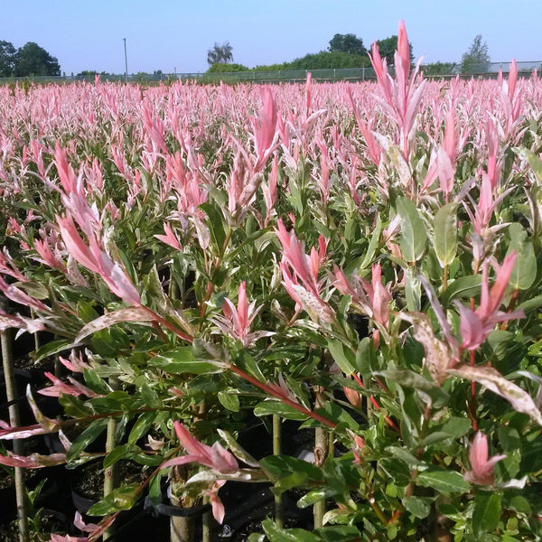 Harlekinweide ‚Flamingo' – Salix integra – Ansicht 5
