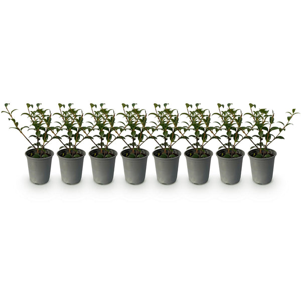 Burkwoods Duftblüte – Osmanthus burkwoodii – Ansicht 2