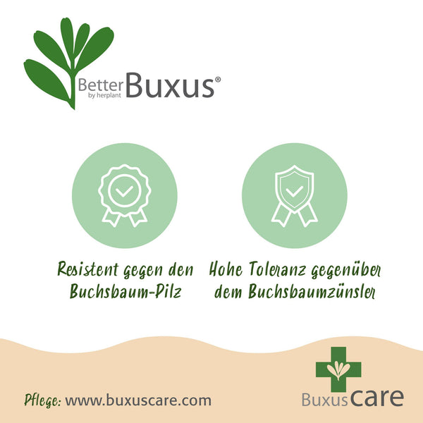 Buchsbaum ‚Babylon Beauty' – Buxus sempervirens – Ansicht 7