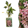 Bergwaldrebe ‚Marjorie' – Clematis montana