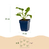 Purpur-Sonnenhut ‚Alba' – Echinacea purpurea – Ansicht 3