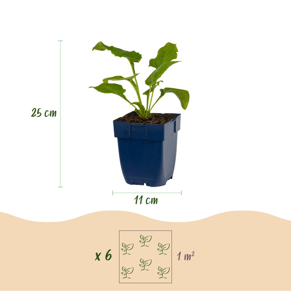 Purpur-Sonnenhut ‚Alba' – Echinacea purpurea – Ansicht 3