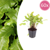 Hirschzungenfarn – Asplenium scolopendrium