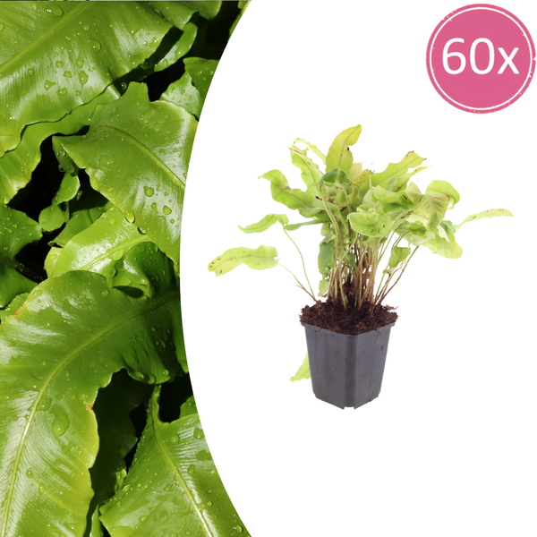 Hirschzungenfarn – Asplenium scolopendrium