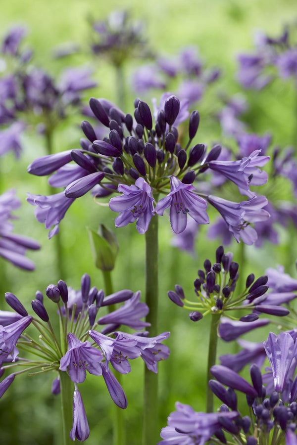 Schmucklilie ‚Poppin Purple' – Agapanthus – Ansicht 4