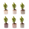Mini-Weihnachtsbaum-Set mit Topfset Madrid und LED-Lichterkette