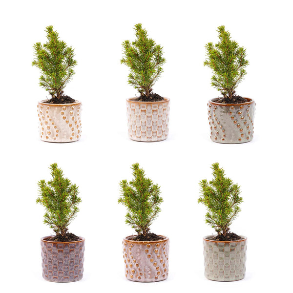 Mini-Weihnachtsbaum-Set mit Topfset Madrid und LED-Lichterkette