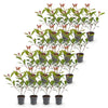 Glanzmispel ‚Carre Rouge' – Photinia × fraseri – Ansicht 2