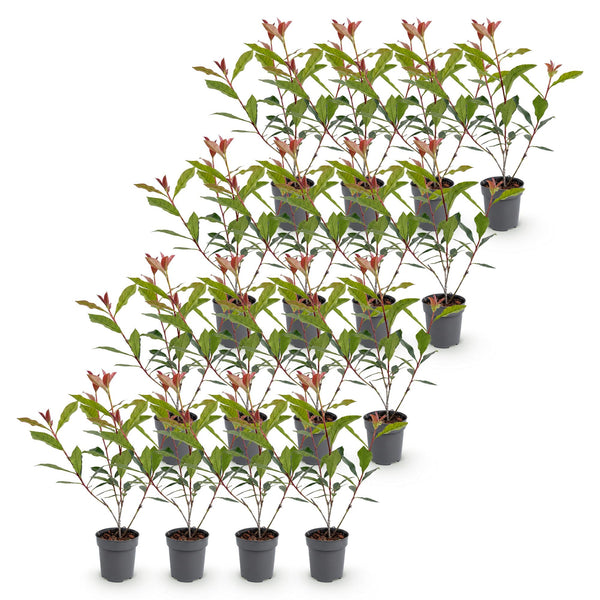 Glanzmispel ‚Carre Rouge' – Photinia × fraseri – Ansicht 2