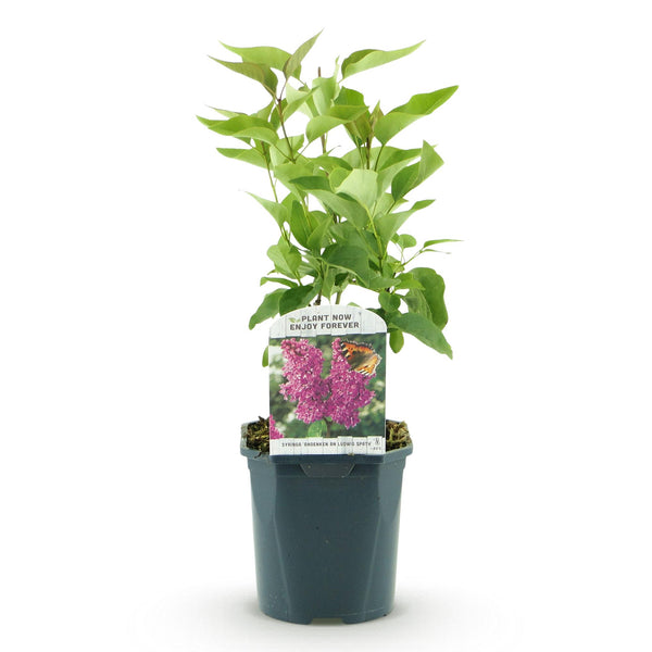 Gemeiner Flieder ‚Ludwig Späth' – Syringa vulgaris – Ansicht 2