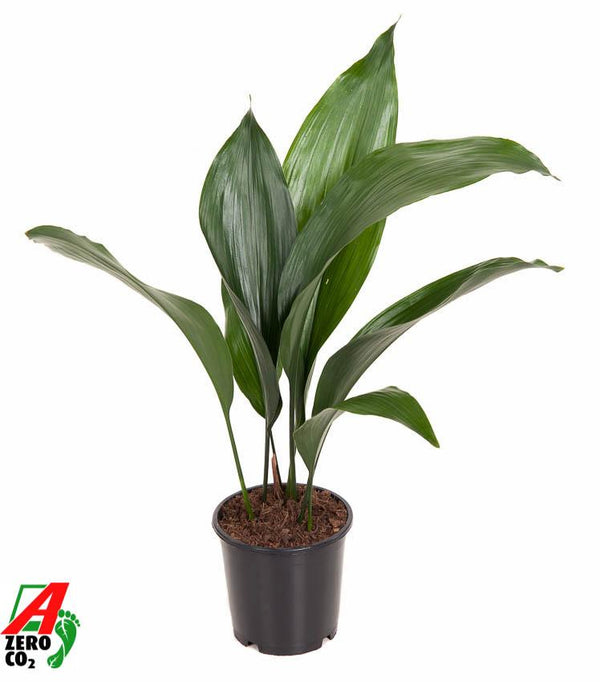 Schusterpalme – Aspidistra elatior – Ø 13 cm · 50 cm