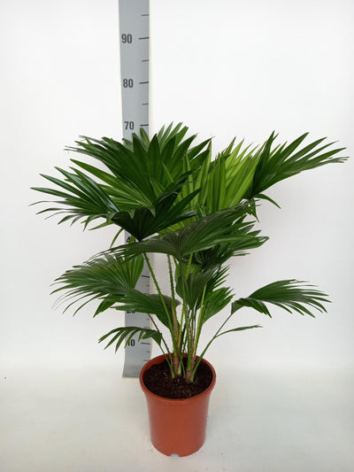 Fächerpalme – Livistona rotundifolia