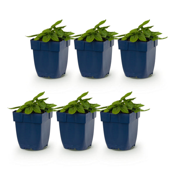 Ziest ‚Duo' – Stachys – Ansicht 2