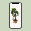 Ficus microcarpa ‚Ginseng' – Ansicht 4