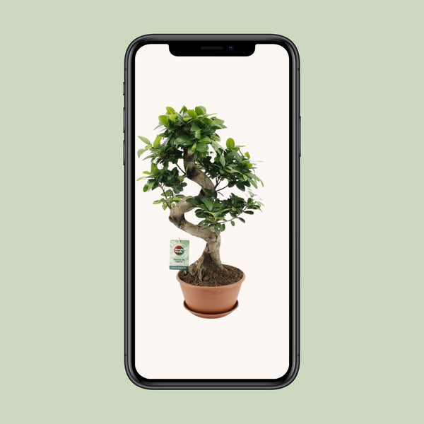 Ficus microcarpa ‚Ginseng' – Ansicht 4