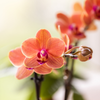Orchideen-Set „Diabolo Twin White" – 2 Phalaenopsis ‚Bolzano' – Ansicht 2