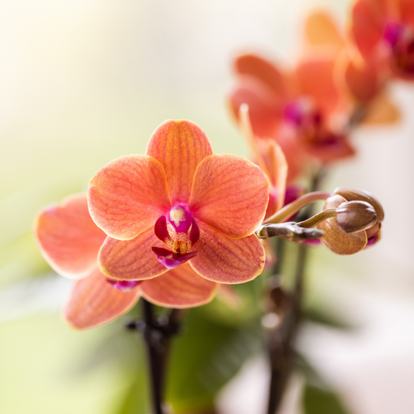 Orchideen-Set „Diabolo Twin White" – 2 Phalaenopsis ‚Bolzano' – Ansicht 2