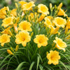 Taglilie ‚Stella d'Oro' – Hemerocallis – Ansicht 5