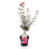Japanischer Ahorn ‚Skeeter's Broom' – Acer palmatum – Ansicht 2
