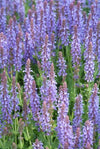 Steppensalbei ‚Caradonna' – Salvia nemorosa – Ansicht 3