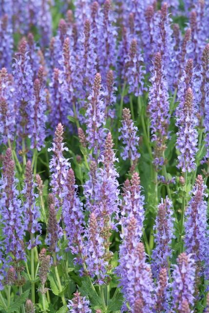 Steppensalbei ‚Caradonna' – Salvia nemorosa – Ansicht 3