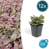 Kriechender Günsel ‚Burgundy Glow' – Ajuga reptans