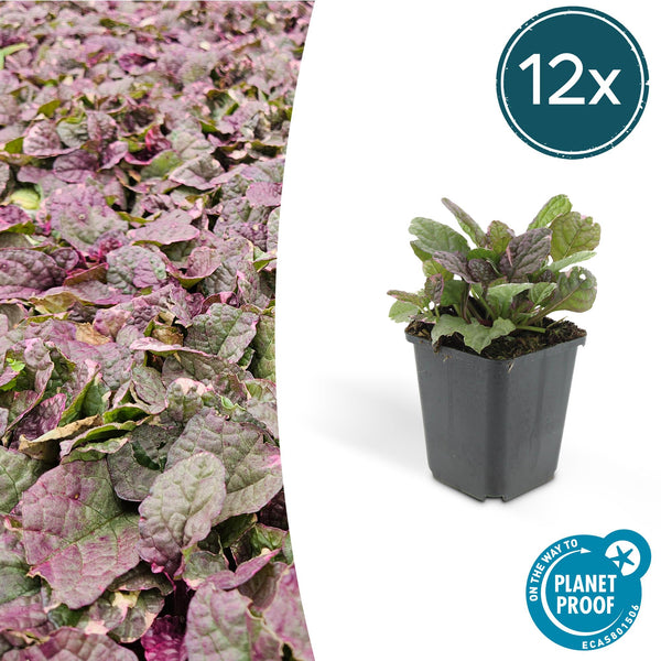Kriechender Günsel ‚Burgundy Glow' – Ajuga reptans