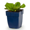 Bergenie – Bergenia cordifolia – Ansicht 2