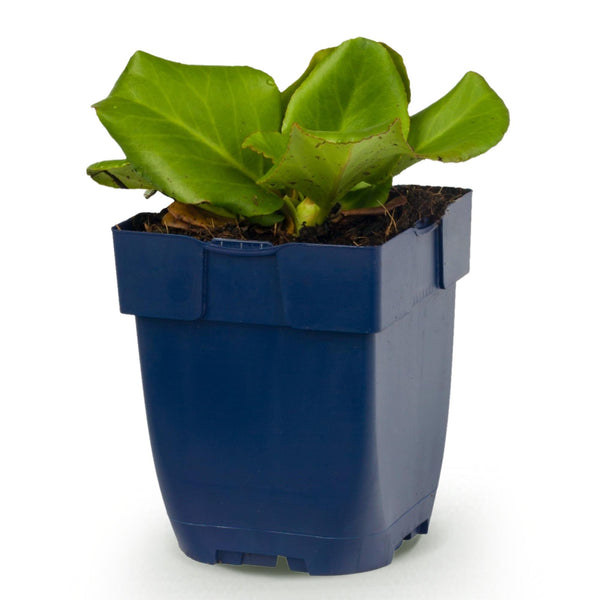 Bergenie – Bergenia cordifolia – Ansicht 2