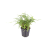 Borstiger Schildfarn ‚Herrenhausen' – Polystichum setiferum – Ansicht 2