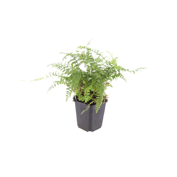Borstiger Schildfarn ‚Herrenhausen' – Polystichum setiferum – Ansicht 2