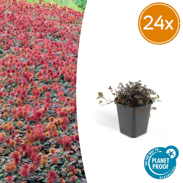 Stachelnüsschen ‚Kupferteppich' – Acaena microphylla