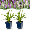 Prachtscharte Duo-Mix – Liatris spicata – Ø 11 cm · 15-25 cm