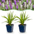 Prachtscharte Duo-Mix – Liatris spicata – Ø 11 cm · 15-25 cm