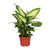 Dieffenbachie ‚Camilla‘ – Dieffenbachia