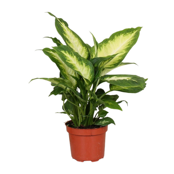 Dieffenbachie ‚Camilla‘ – Dieffenbachia