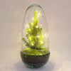 Flaschengarten-Set „Egg Christmas" – DIY-Terrarium mit Weihnachtsdeko – Ansicht 2