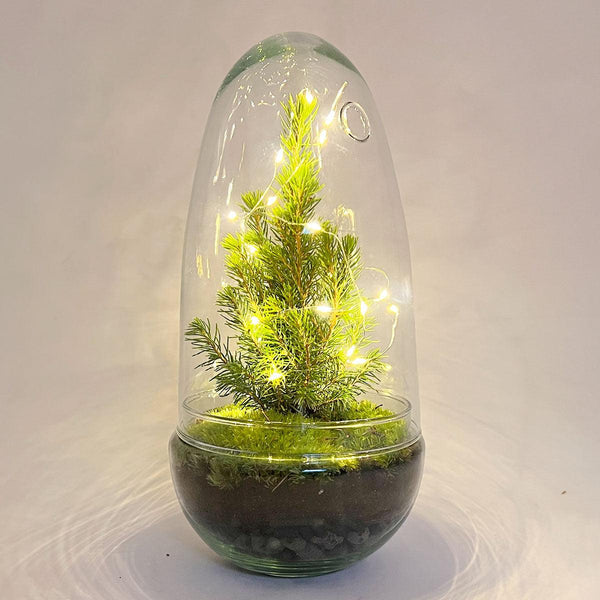 Flaschengarten-Set „Egg Christmas" – DIY-Terrarium mit Weihnachtsdeko – Ansicht 2