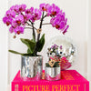 Schmetterlingsorchidee ‚Mineral Vienna' – Phalaenopsis – Ansicht 2