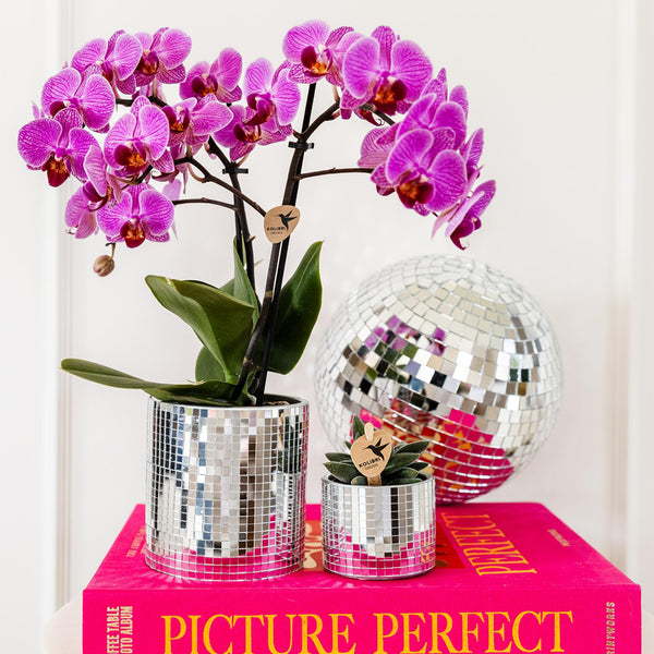 Schmetterlingsorchidee ‚Mineral Vienna' – Phalaenopsis – Ansicht 2
