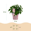 Rispenhortensien-Set „Groundbreaker" – Blush, Greeny und Ruby – Ansicht 3